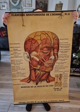 Planche anatomique n° 13 1930  Arnould Moreaux. Librairie Maloine PARIS N°3