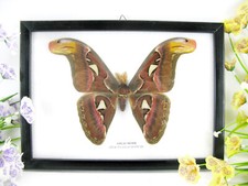 Atlas Moth male - vrai beau papillon préparé en vitrine - qualité musée