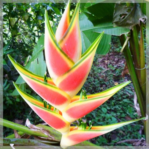 Plant racines nues de - en,