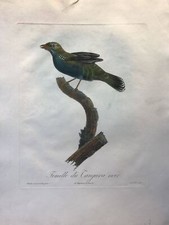 Femelle du Tangara noir