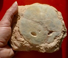 OURSIN FOSSILE MIOCÈNE DE