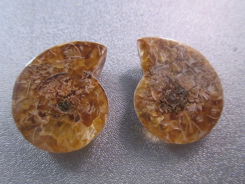 Pair madagascar ammonite - pair,