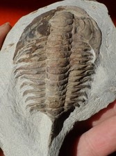 TRILOBITE DU CAMBRIEN