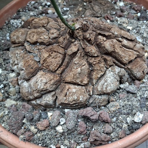 Dioscorea mexicana plante - mexicana,