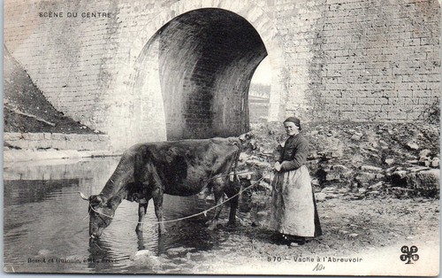 Scene centre vache a - scene,
