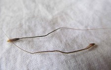 Rare en Mouvement Serpent