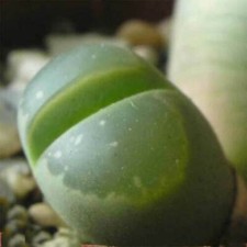 10 graines de LITHOPS
