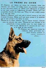 Carte postale animaux - carte,