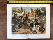 1 planche en CHROMO année