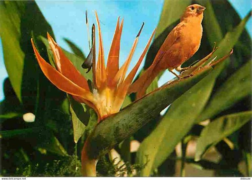 Carte postale animaux - postale,