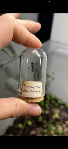 Spécimen fourmis reine - spécimen,
