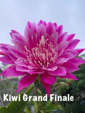 Epiphyllum KIWI GRAND FINALE -