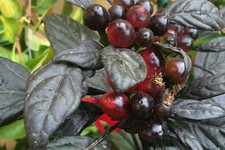 Black pearl chili - black, 25
