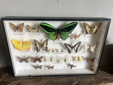 Ancien cadre Papillons Libellule entomologie  taxidermie insecte vintage etude