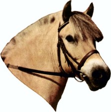 Autocollant cheval du fjord 125 x 110 mm