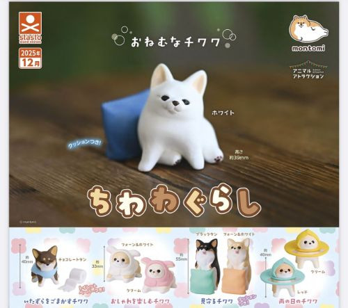Chihuahua living dog - , set