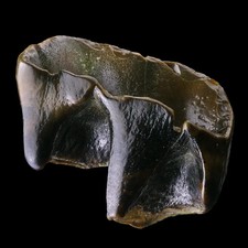 ★☆ DENT DE RHINOCEROS