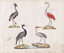 Flamant Rose Oiseaux