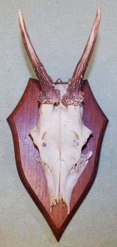 Ancien trophee chasse - ancien,