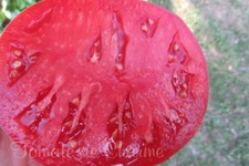 10 graines de tomate rare