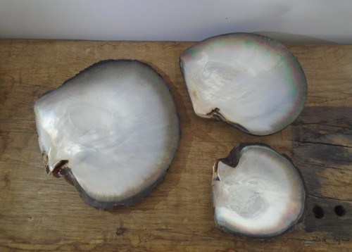 Lot coquillage nacre tahiti - coquillage,