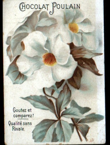Image chromo chocolat poulain - image,