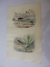 Gravure couleur 19° Buffon oiseaux:    L'IRIS BLANC ET LE COURLIS