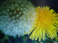 5000 Graines de Pissenlit