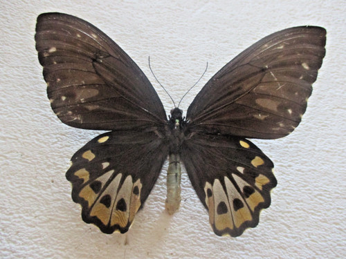 Entomologie papilionidae - entomologie,