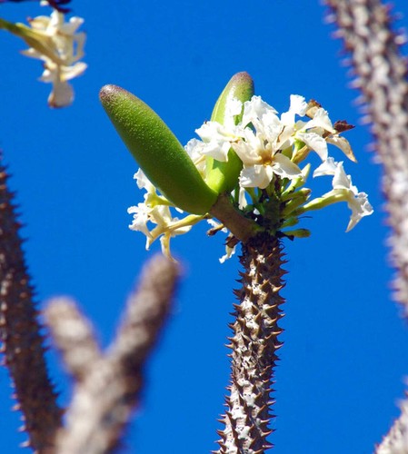 Pachypodium rutenbergianum