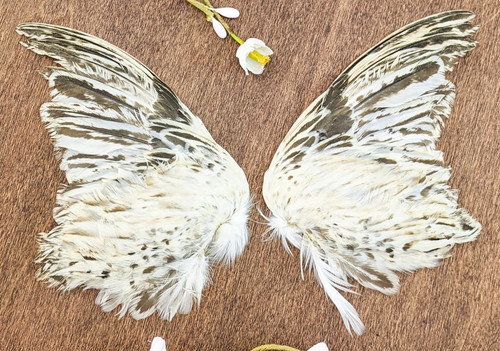 Quail wings taxidermy - 2,