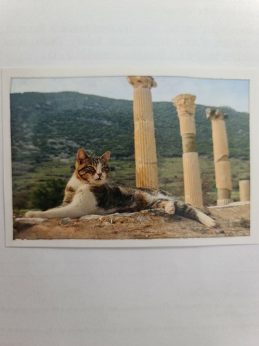 Image sticker autocollant