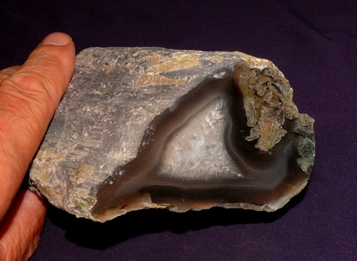 Bois fossilisé limb cast - limb,