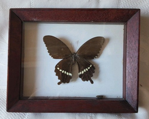 Ancien cadre papillon - ancien, polytes