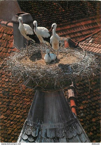 Carte postale animaux - -,