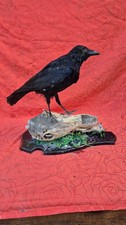 Taxidermie - oiseau