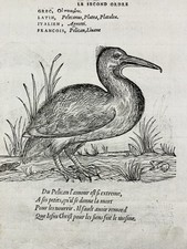 Pélican et Cygne en 1557