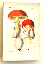 ATLAS des CHAMPIGNONS de France de Léon ROLLAND /Aquarelles A. BESSIN en planche