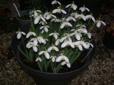 Perce Neige ou Galanthus Mrs Backhouse spectacles - Lot de 10 bulbes