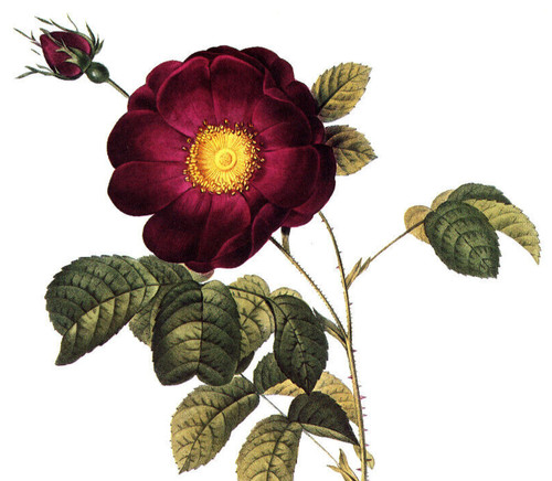 1990 Vintage Print Rose Flower