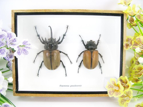 Eupatorus gracilicornis - 2x,