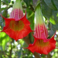 BRUGMANSIA SANGUINEA -