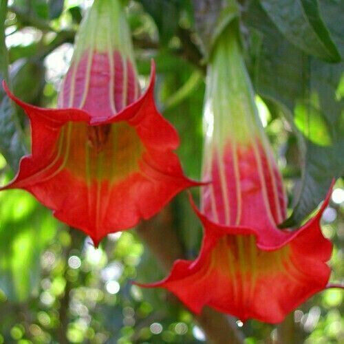 Brugmansia sanguinea - brugmansia,