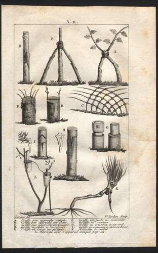 1803 gravure originale greffe - 1803,