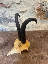 Cornes Bois Chamois Massacre Trophée Gamsbock Taxidermie Cabinet Curiosité