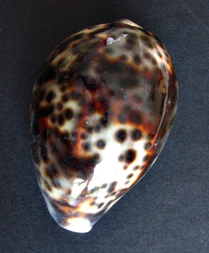 Cypraea tigris freak - freak, mm