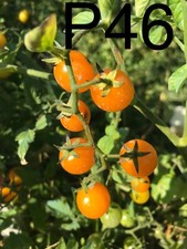 graine/seed tomate taille