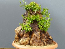 Bonsaï olivier 40 x 34 cm yamadori tronc sculpté dans la nature majestueuse h...