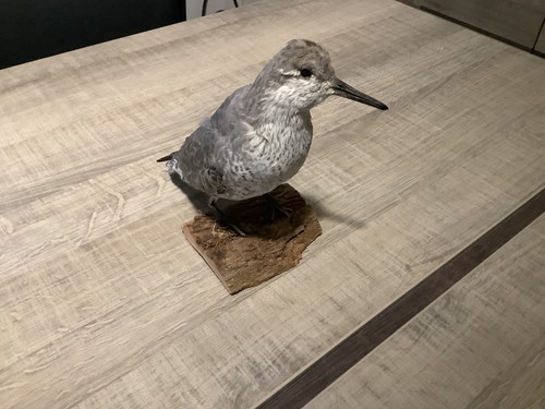 Taxidermie oiseaux - oiseaux,