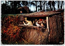 40 - Dans les landes - Une